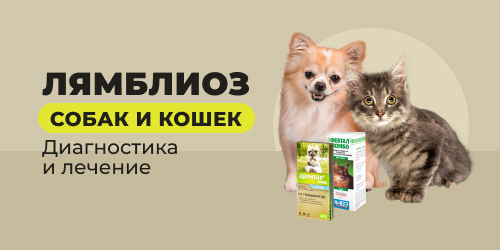 Лямблиоз собак и кошек, диагностика и лечение 
